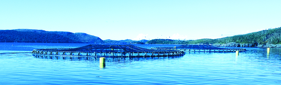 Sustainable Aquaculture Banner